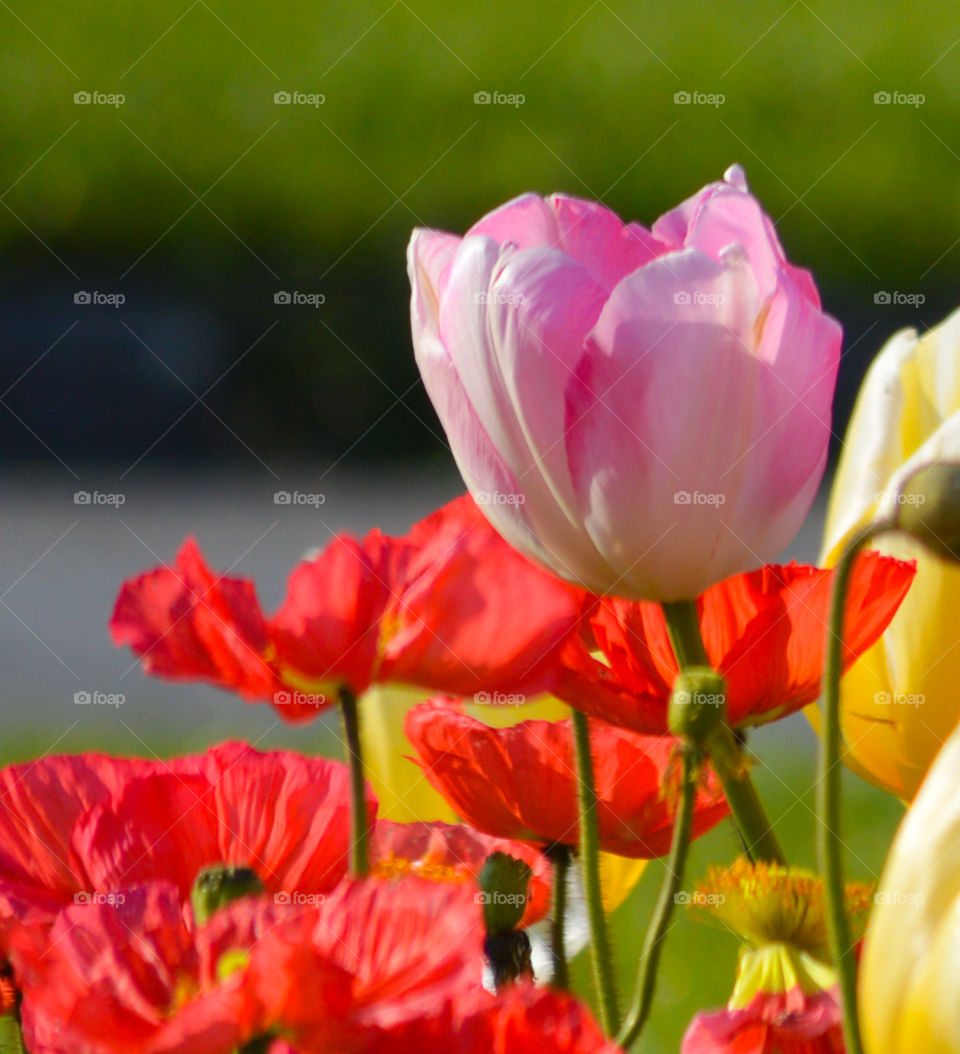 Poppies and tulips