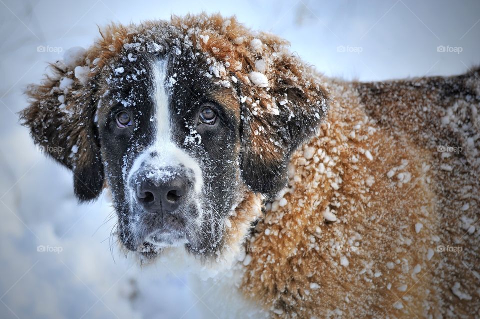 dog, snow
