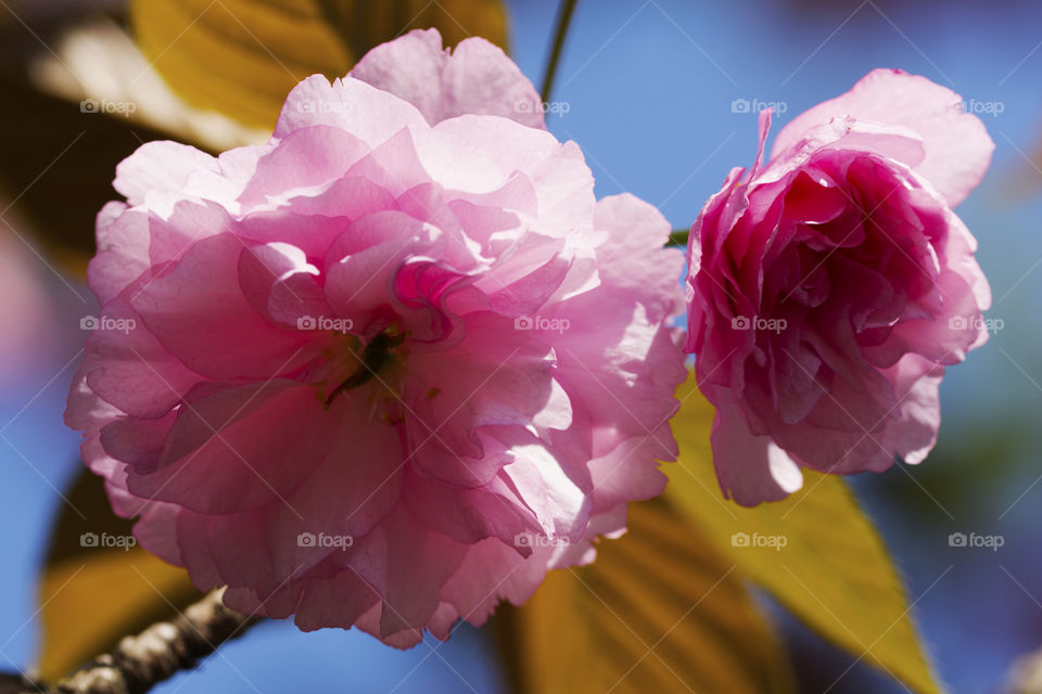 Beautiful and delicate pale pink spring flowers