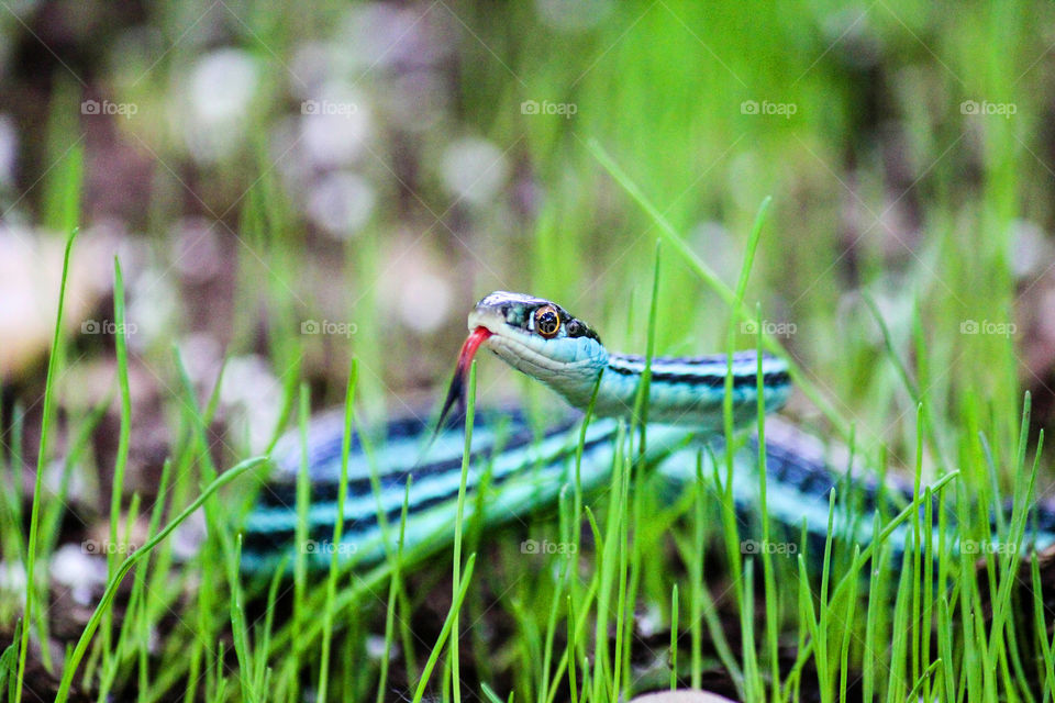 Garter. These little guys are all over my yard! 