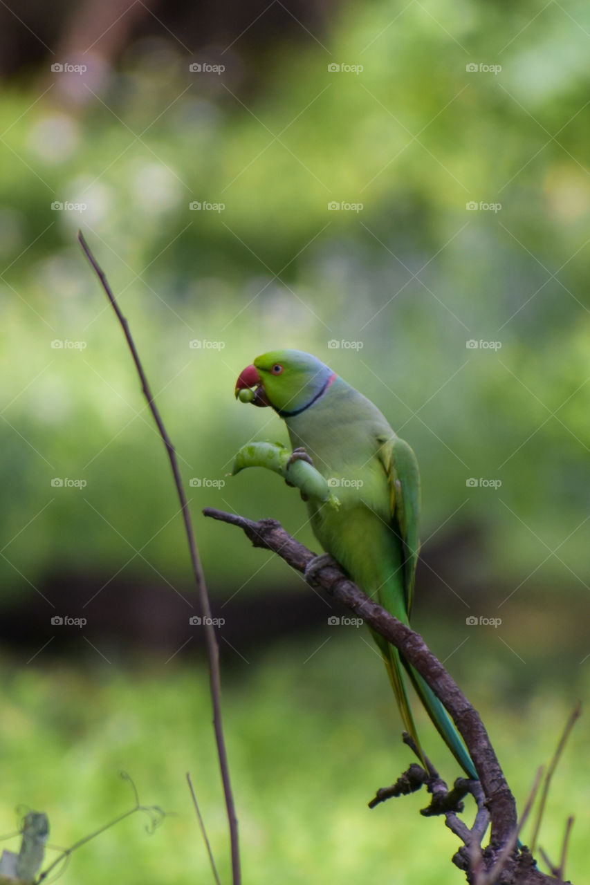 A parakeet pecking on a pea pod