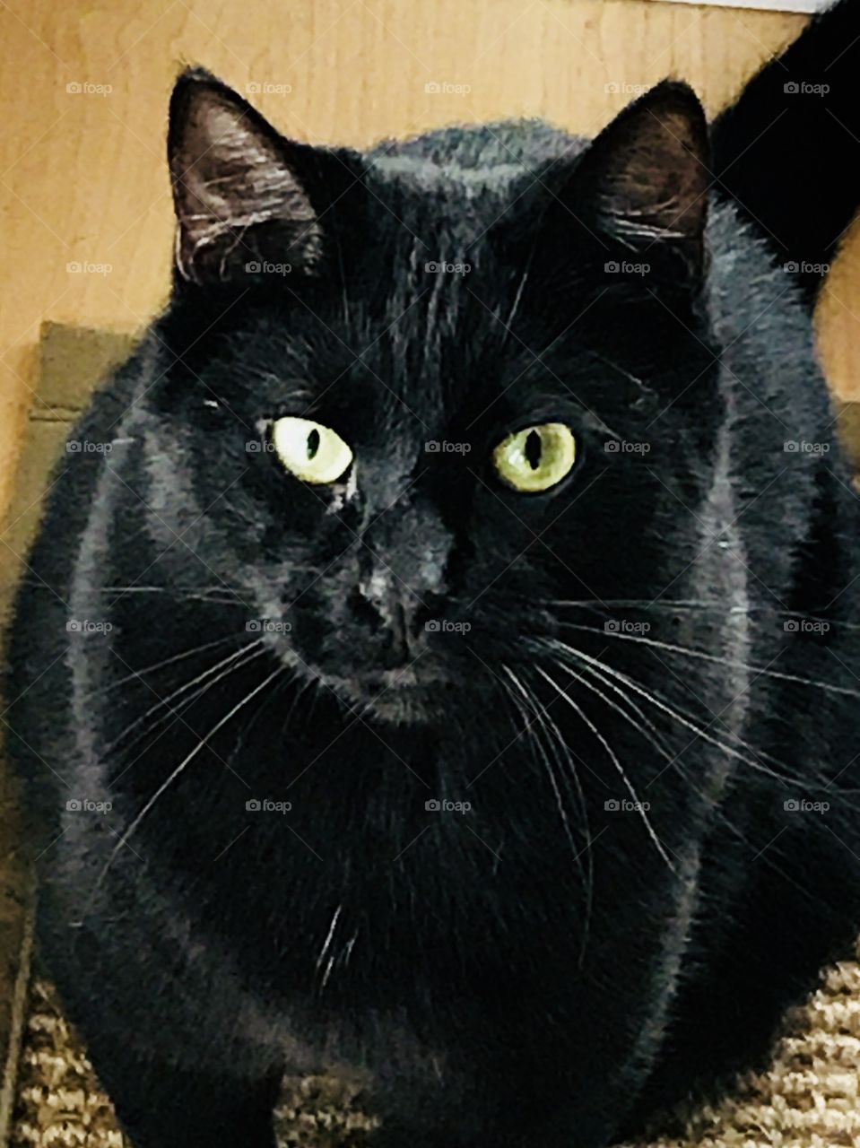 Midnight Handsome Black Tomcat 