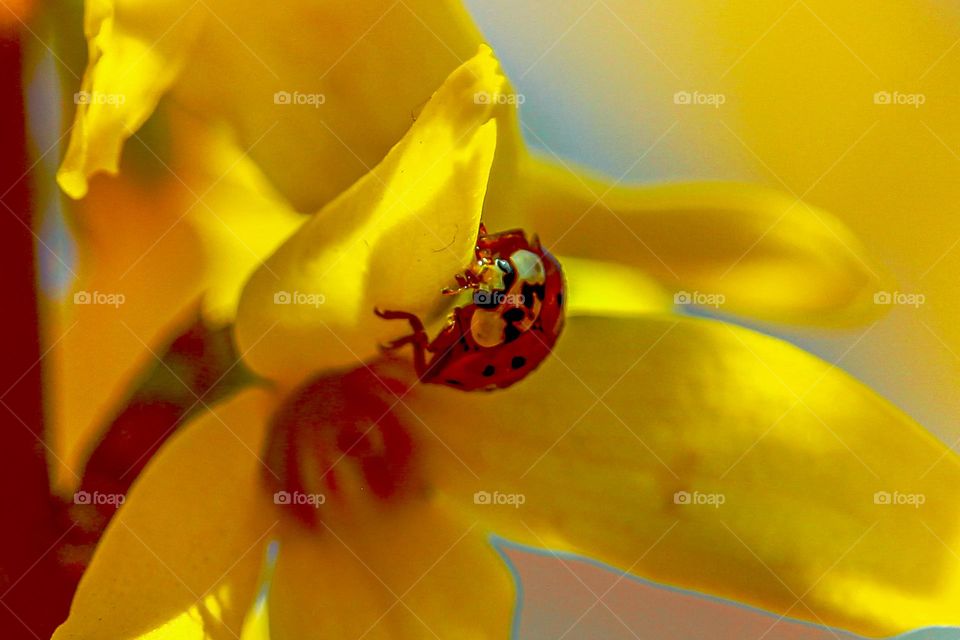 A ladybug on the yellow flower