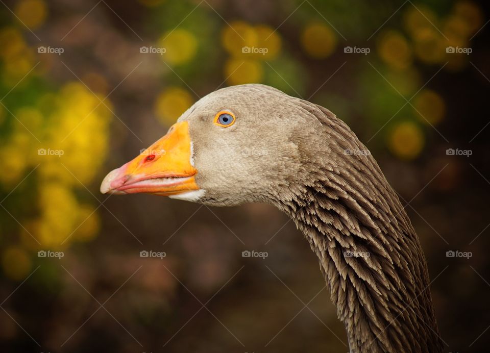 Duck with blue Eyes