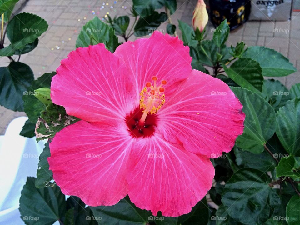 Hibiscus 