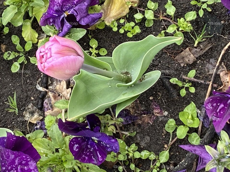 Tulips in the garden 