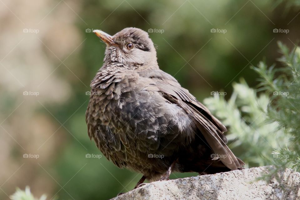 female blackbird