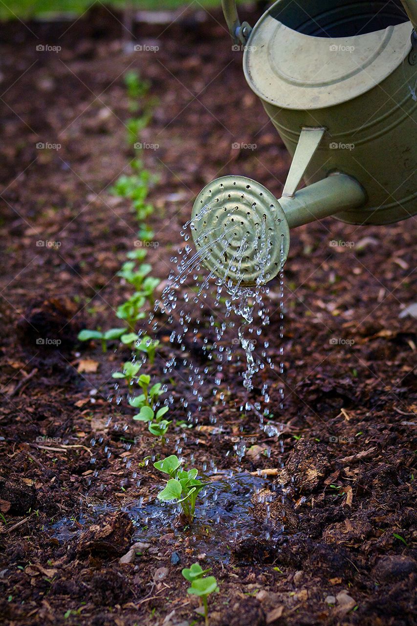 Watering the Garden. Watering the Garden