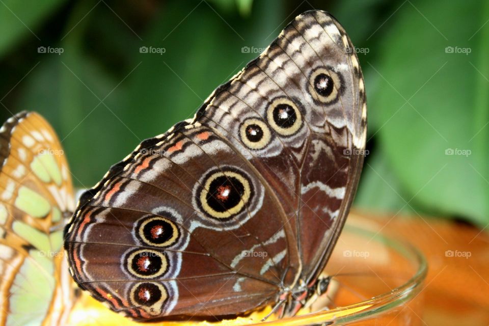 beautiful butterfly