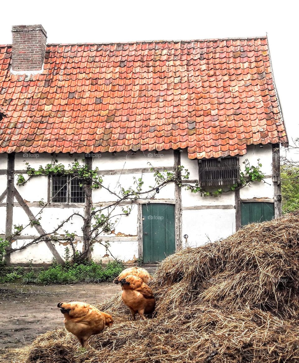 An old 18th century wattle and daub farm building with chickens on a dunghill.  Bokrijk, Belgium.