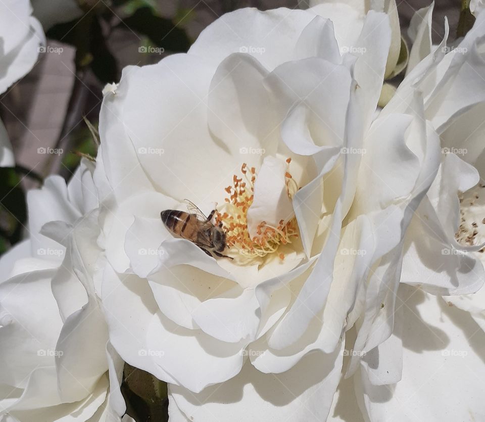 flor blanca abeja