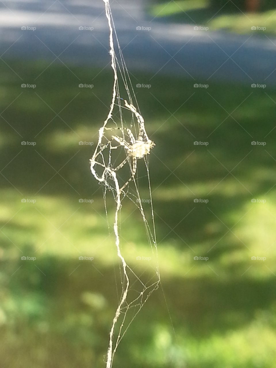 Spider, Spiderweb, Nature, Cobweb, Trap