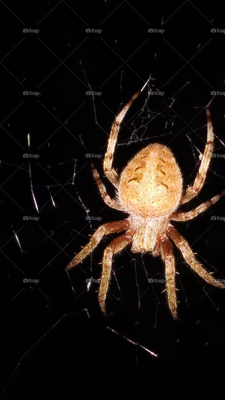 spider