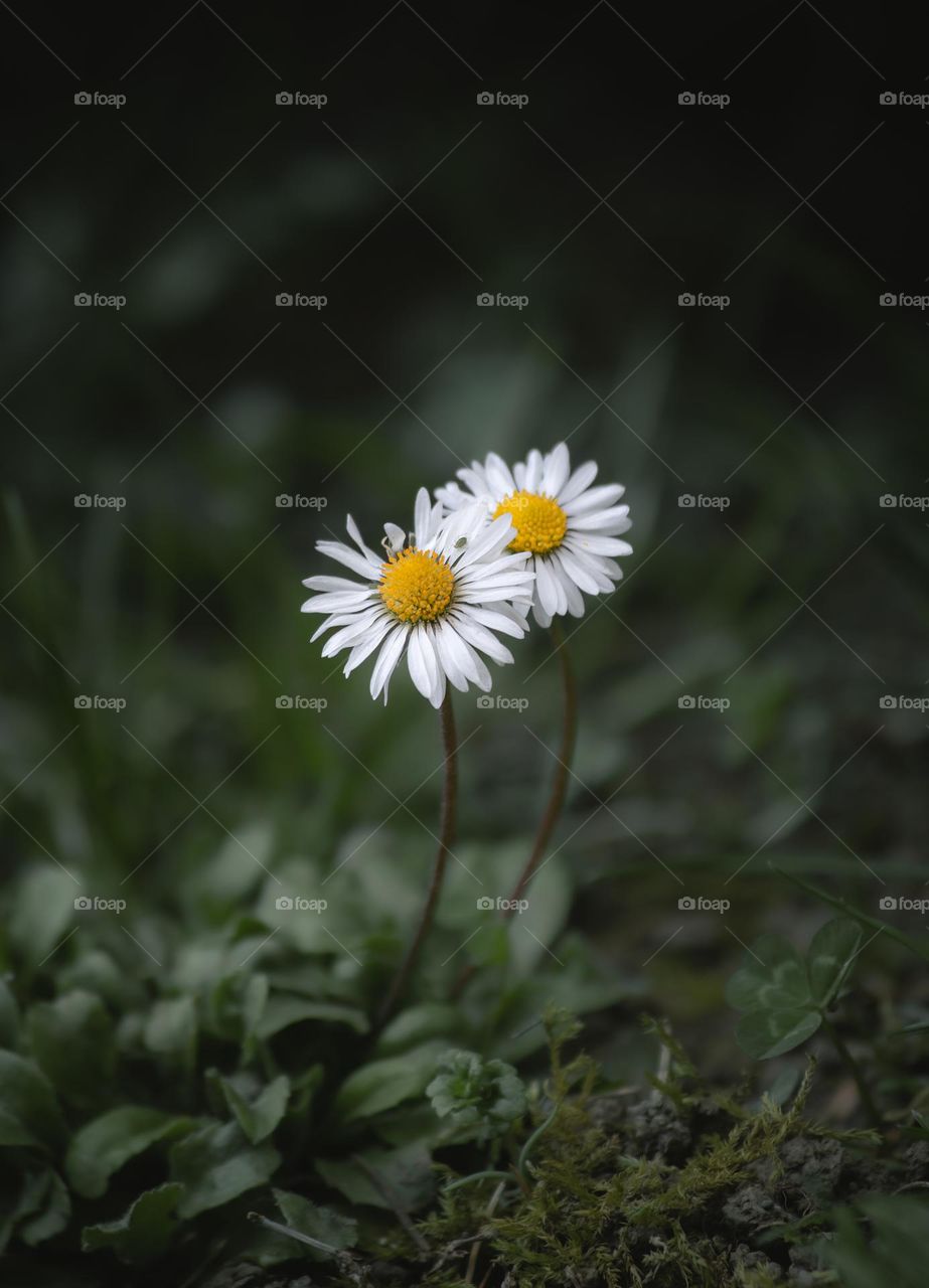 Close-up of white daisy flowers blooming outdoors.