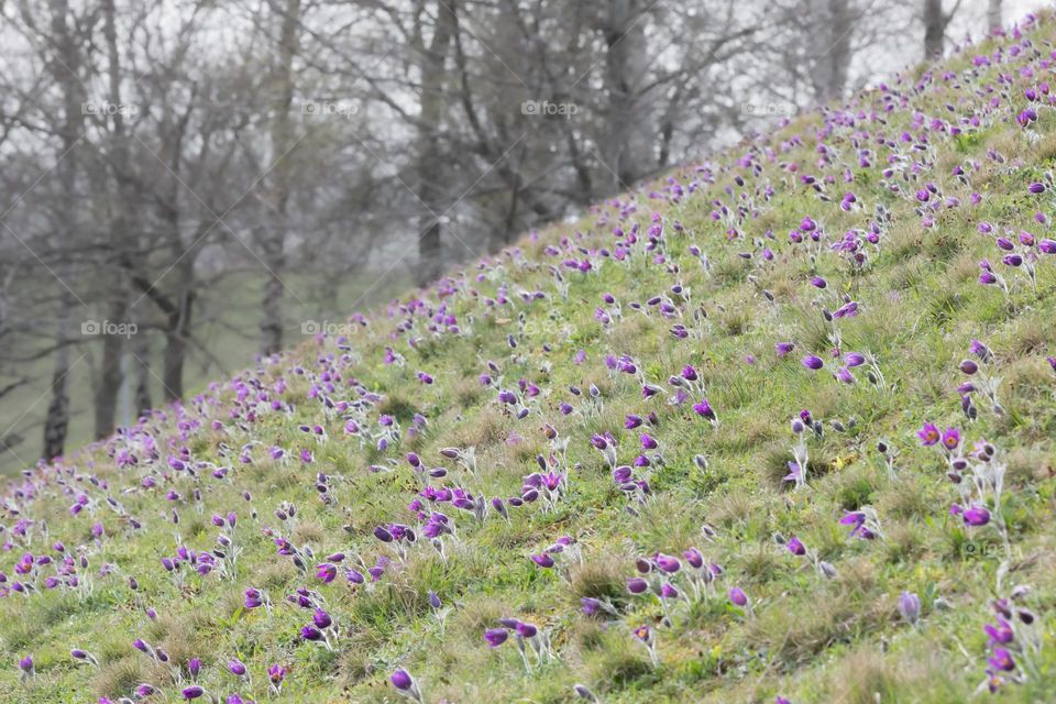 Large field of purple blooming Pasque wildflowers growing in the grass on a hill in spring 