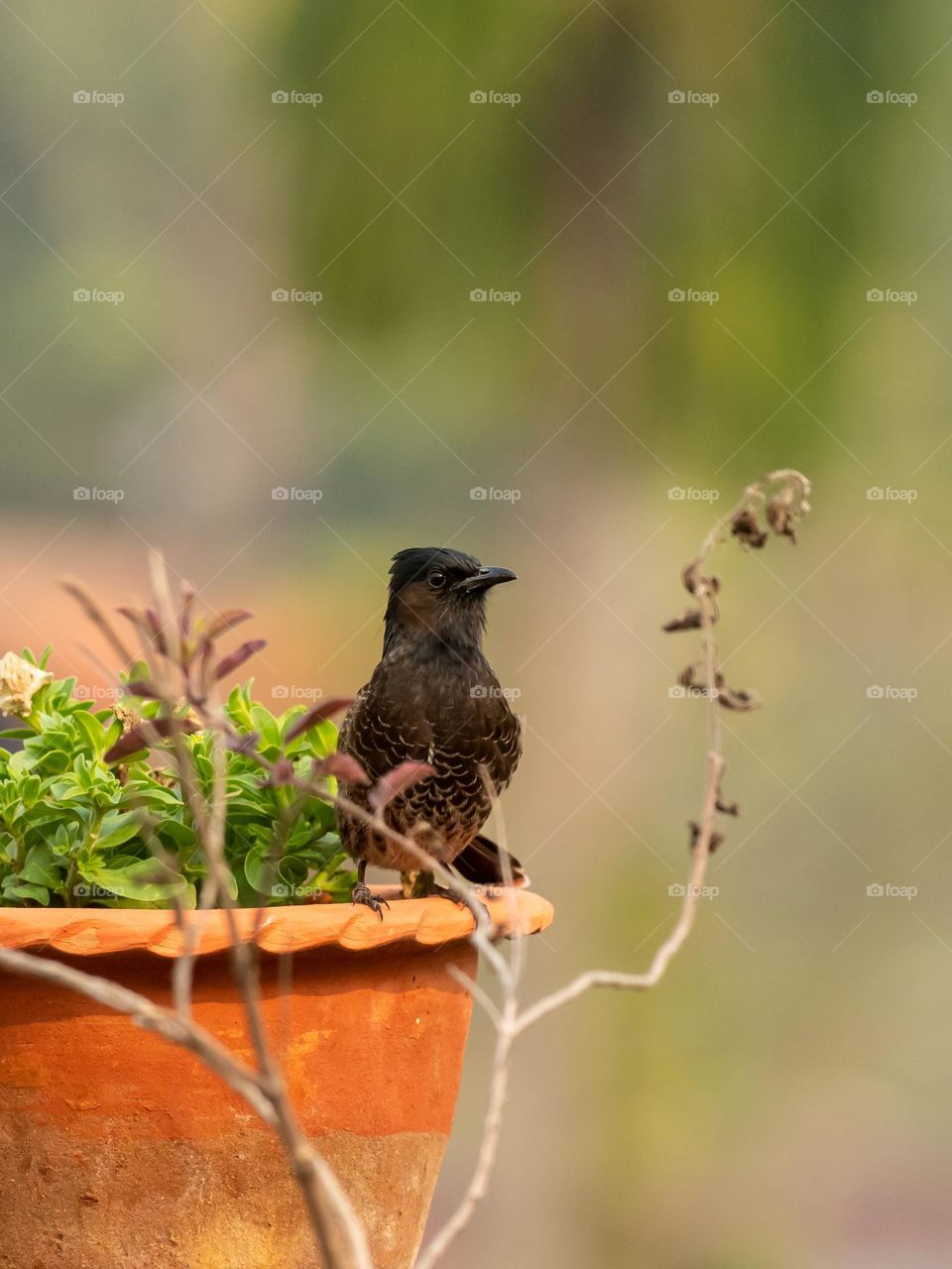 Beautiful Red-vented bulbul