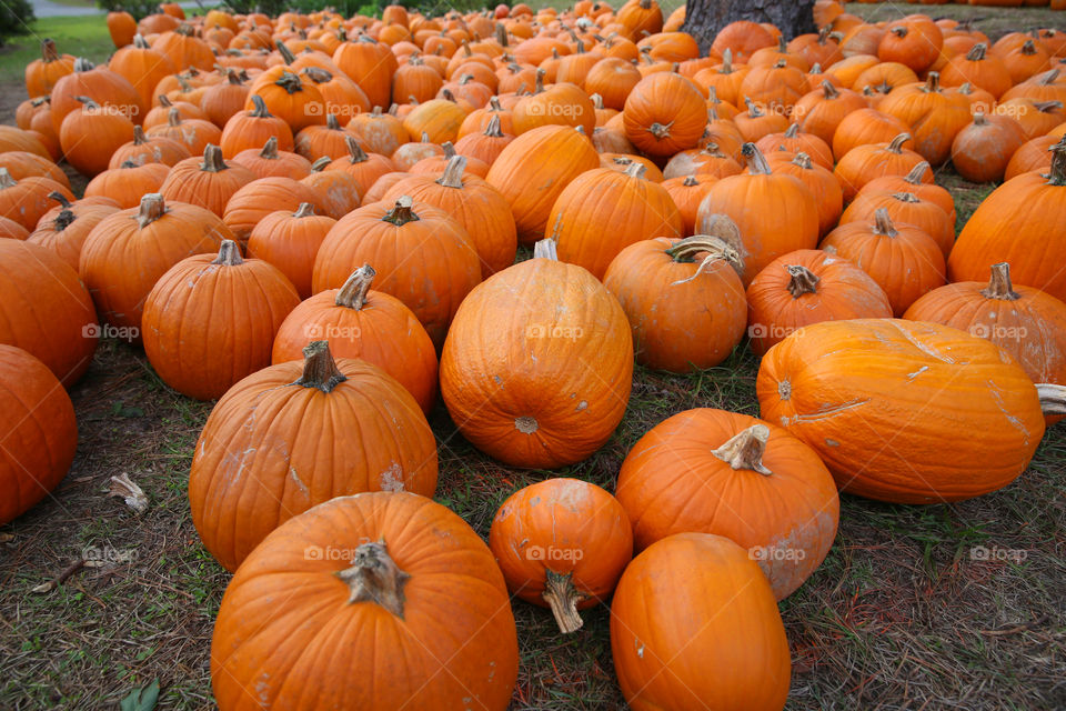 Pumpkins