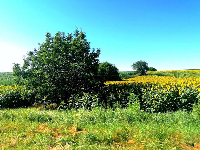 field of sunflowers