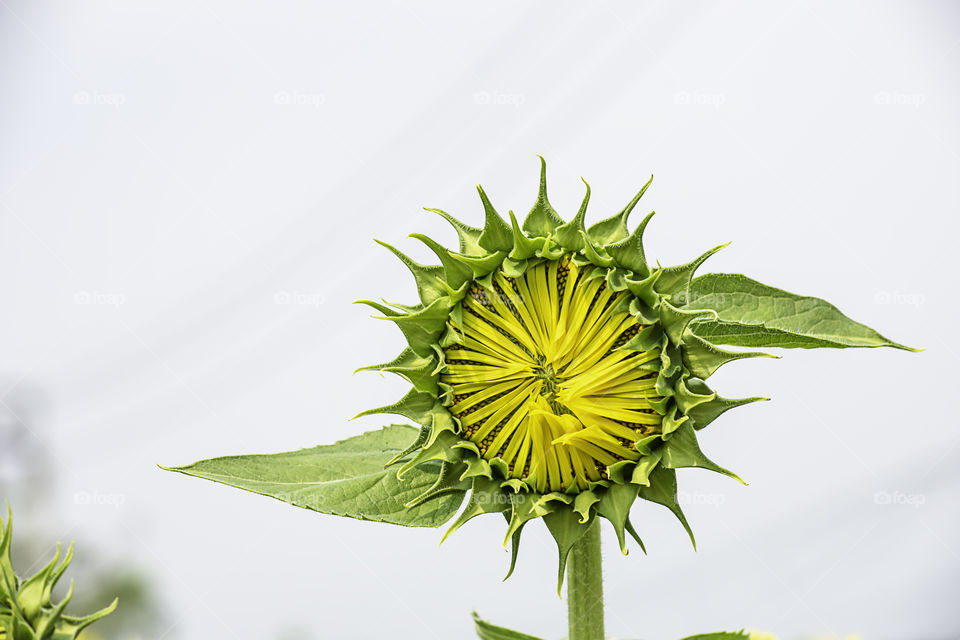 Sunflowers or Helianthus annuus in garden.