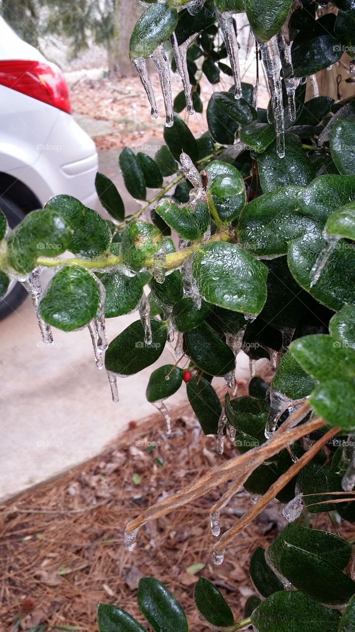 frozen holly. holly in winter