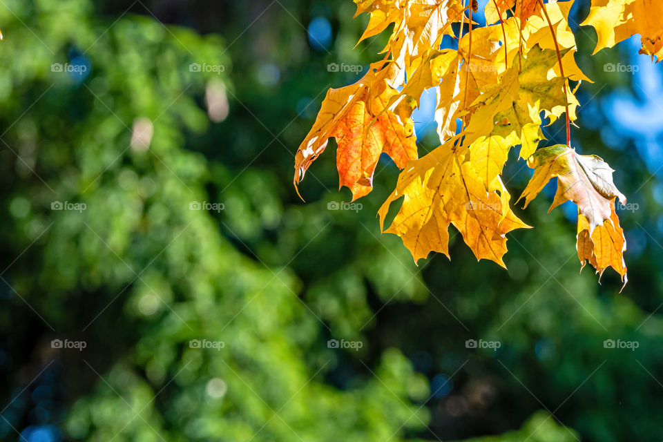 Autumnal maple leaves in blurred baskground, foliage, sunlight