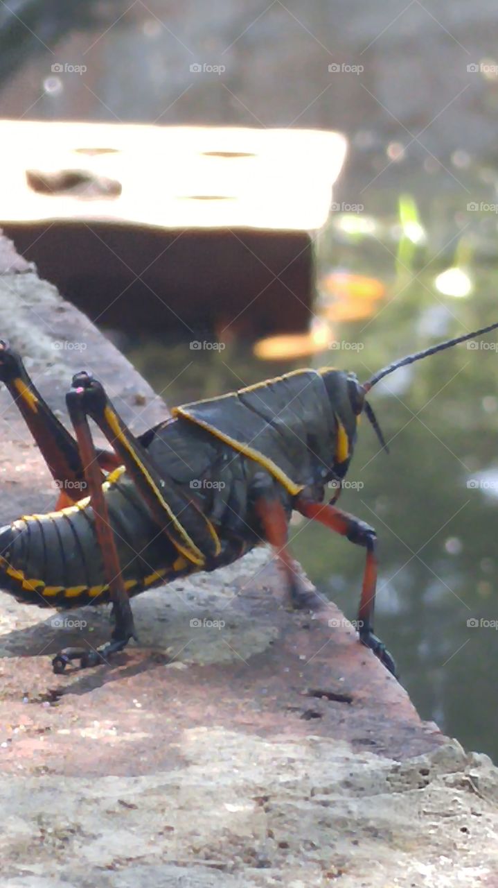 Unusual grasshopper (or locust?) eyeing the water at Brookgreen Gardens in South Carolina