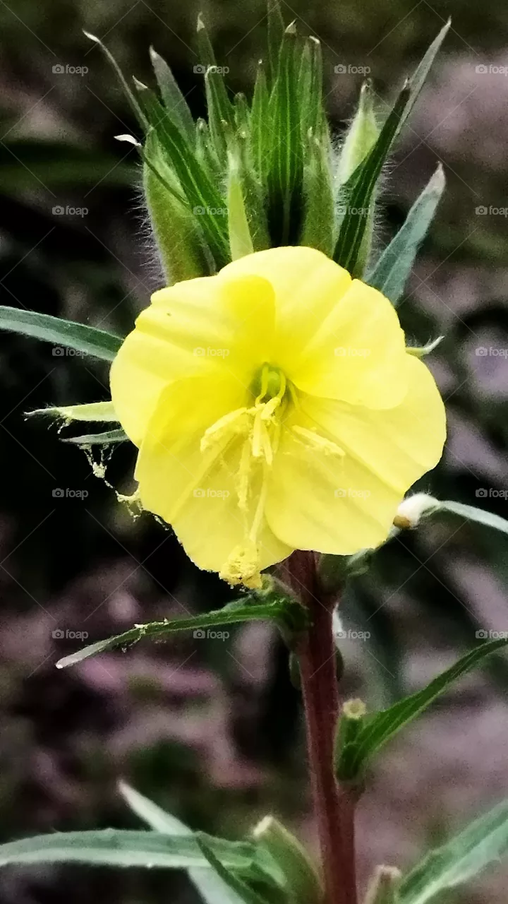 yellow flowers