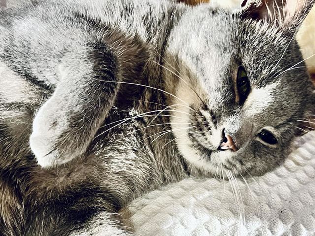 Kitty