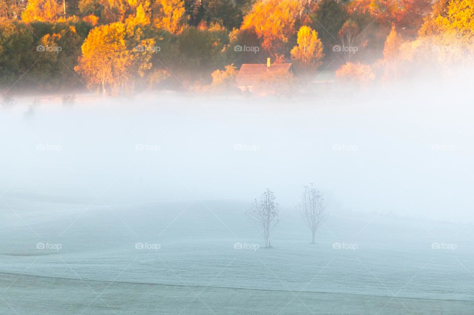 Autumn contrast with fog and sunlight