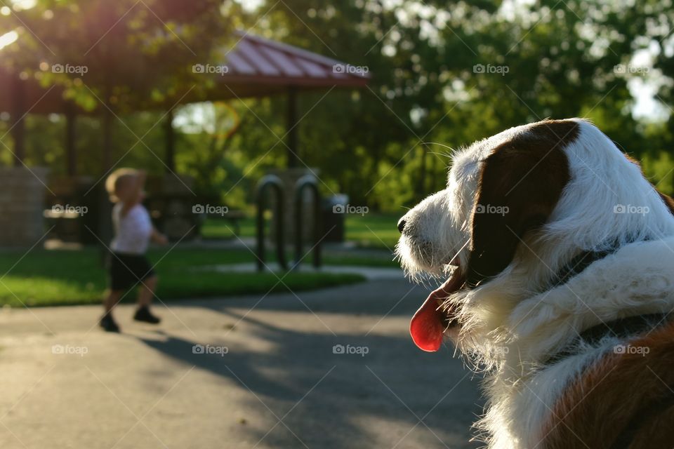 Cute mixed breed dog enjoying a beautiful evening at park watching children play
