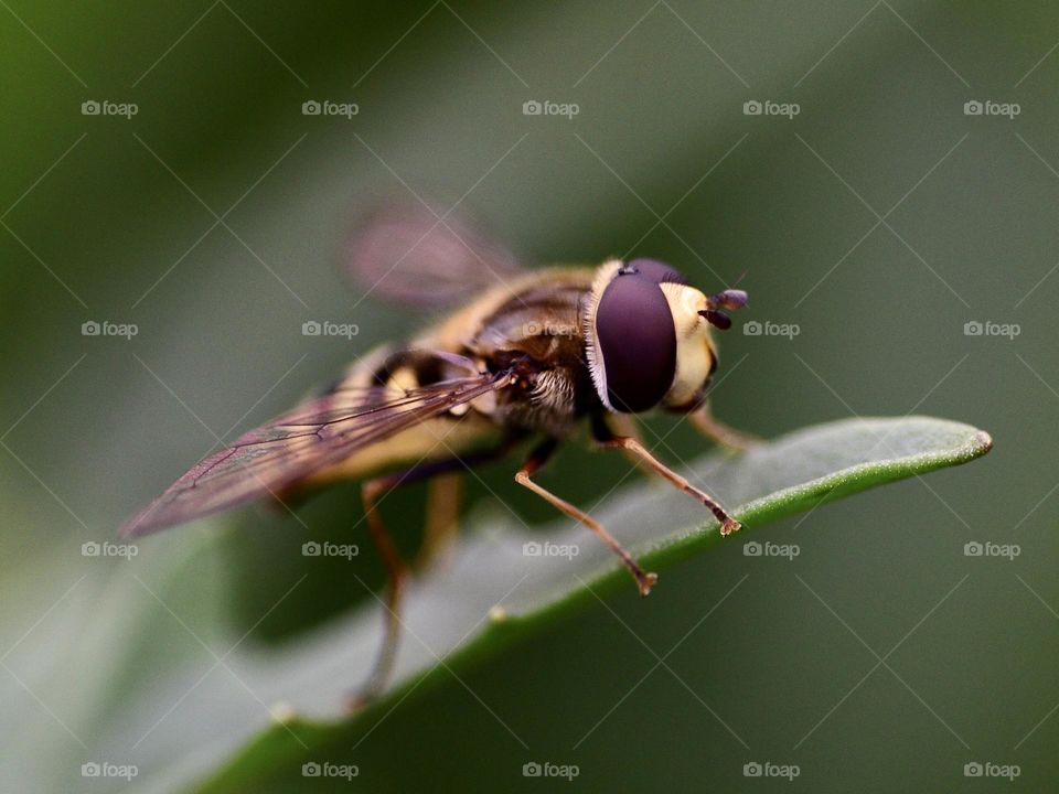 Bee sitting on leaf 