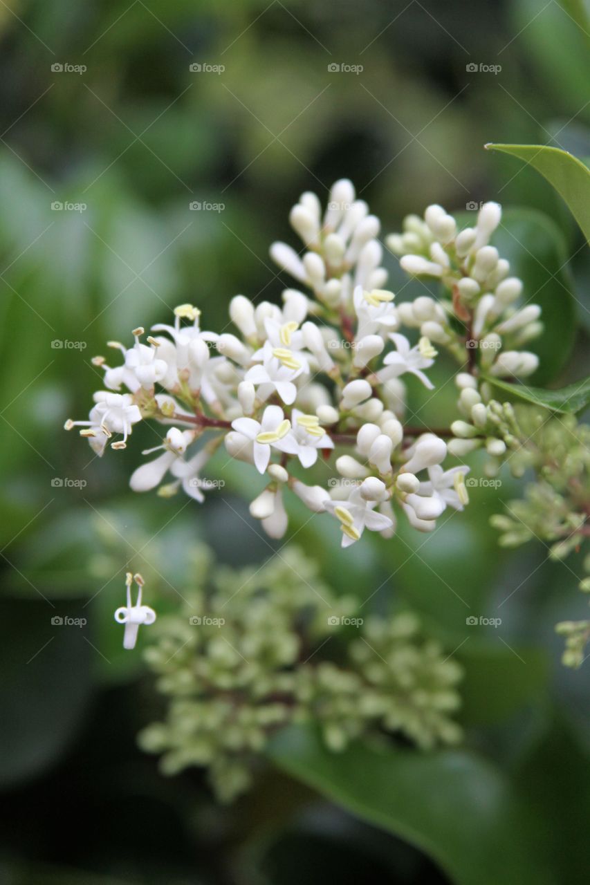 white blossoms with one suspended.