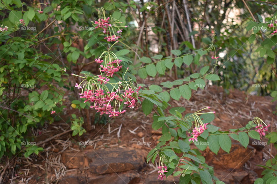 Rangoon Creeper Flower