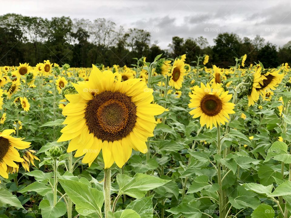 Sunflower field