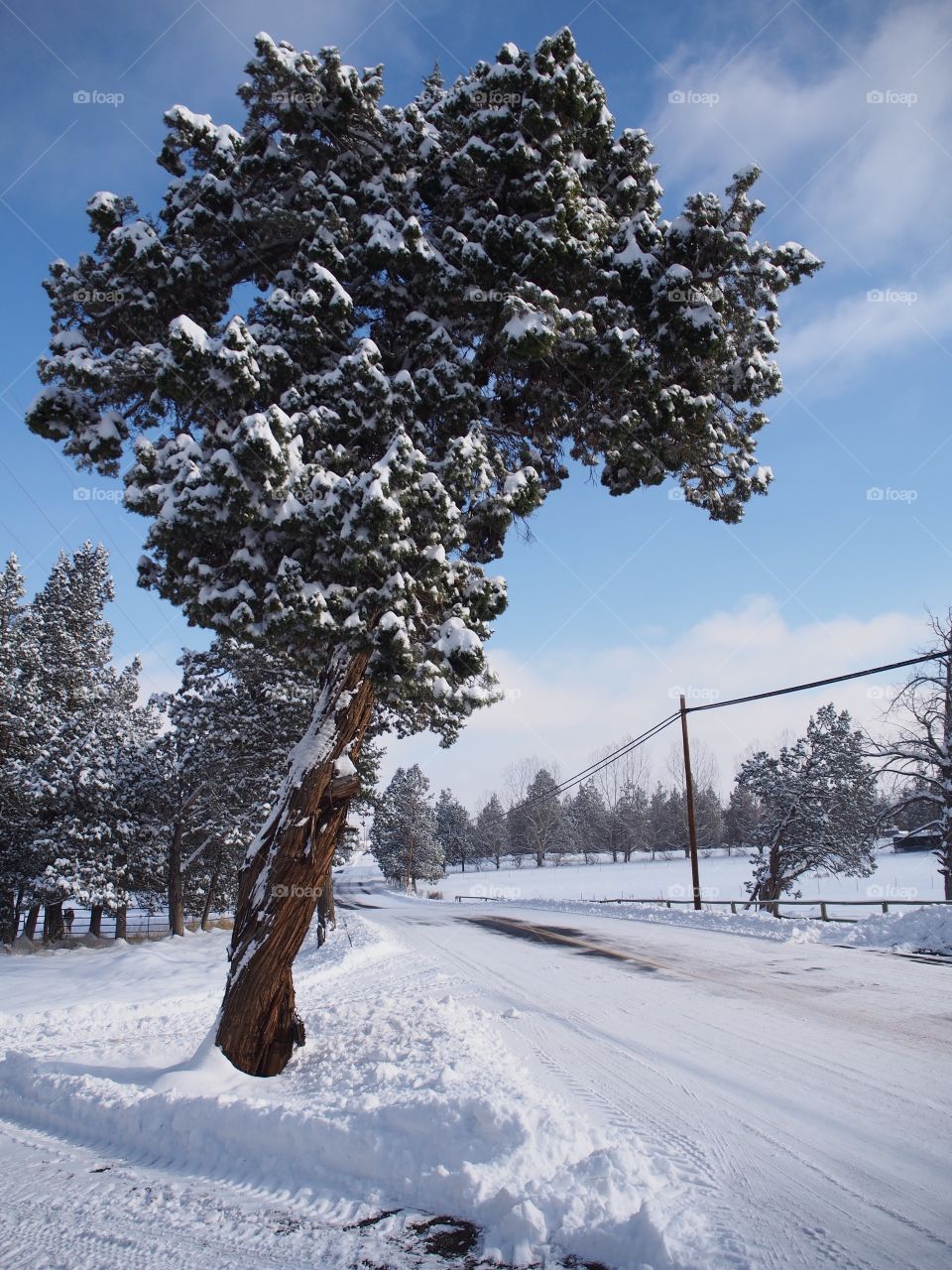 A juniper tree covered in fresh snow hangs over a snow covered rural country road in Central Oregon on a beautiful sunny day. 