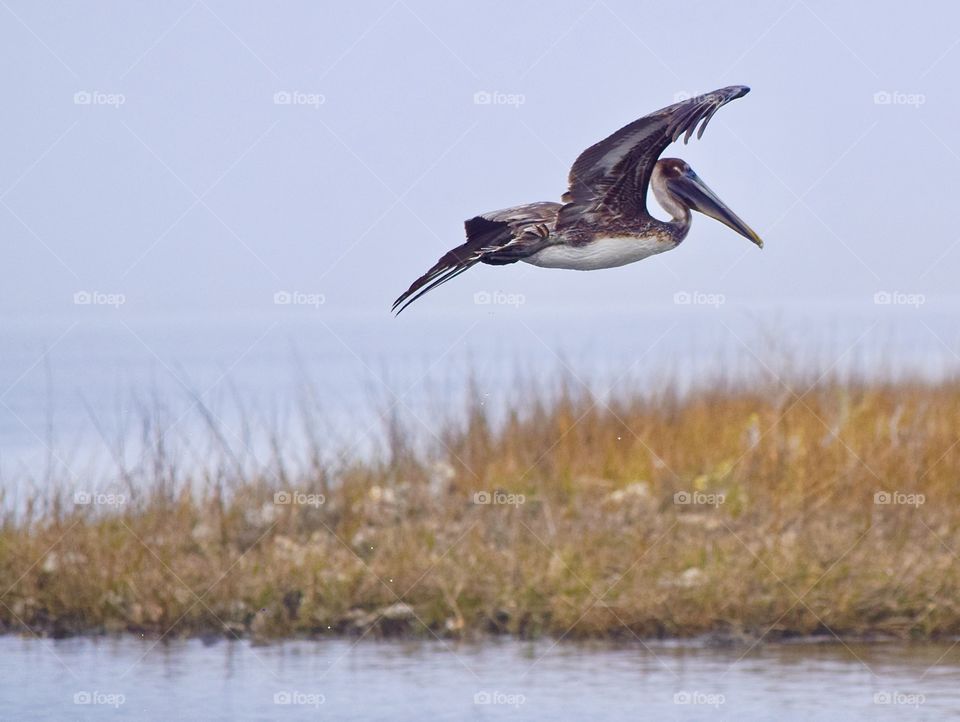 Obsessed with Pelicans