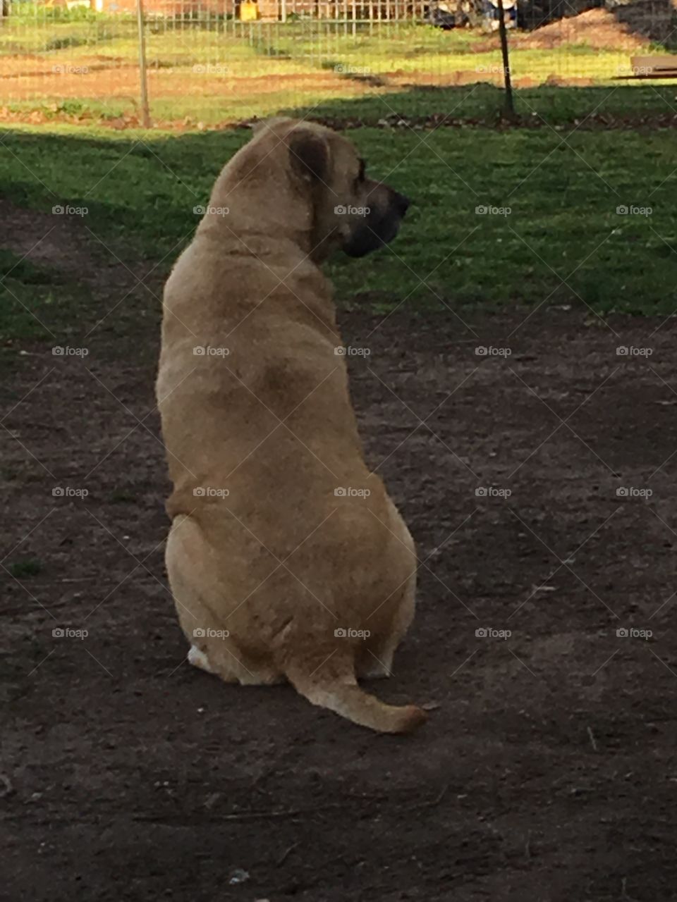 The king of the back yard. Sitting,watching and waiting for anything that moves!