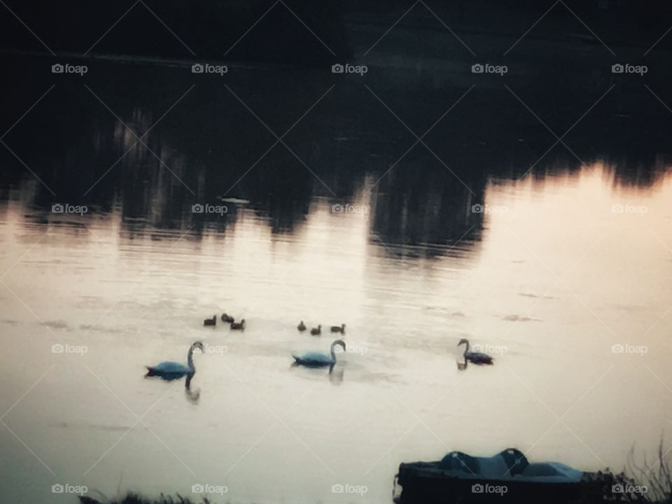 Birds of a Feather Flock Together