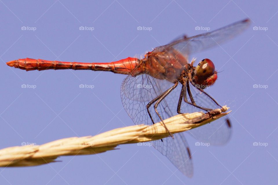 Red dragonfly