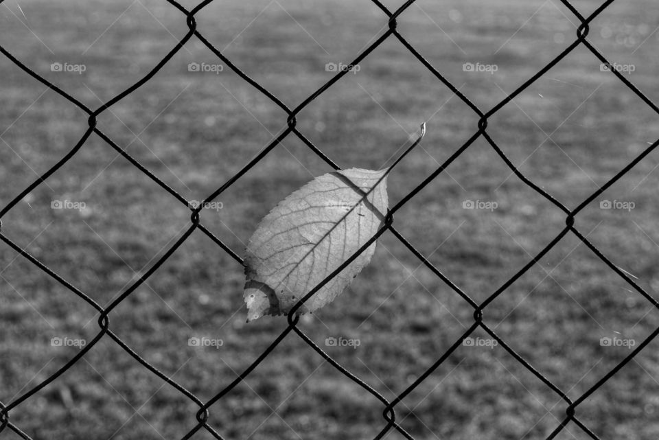 Fence, Wire, Enclosure, Cage, Iron