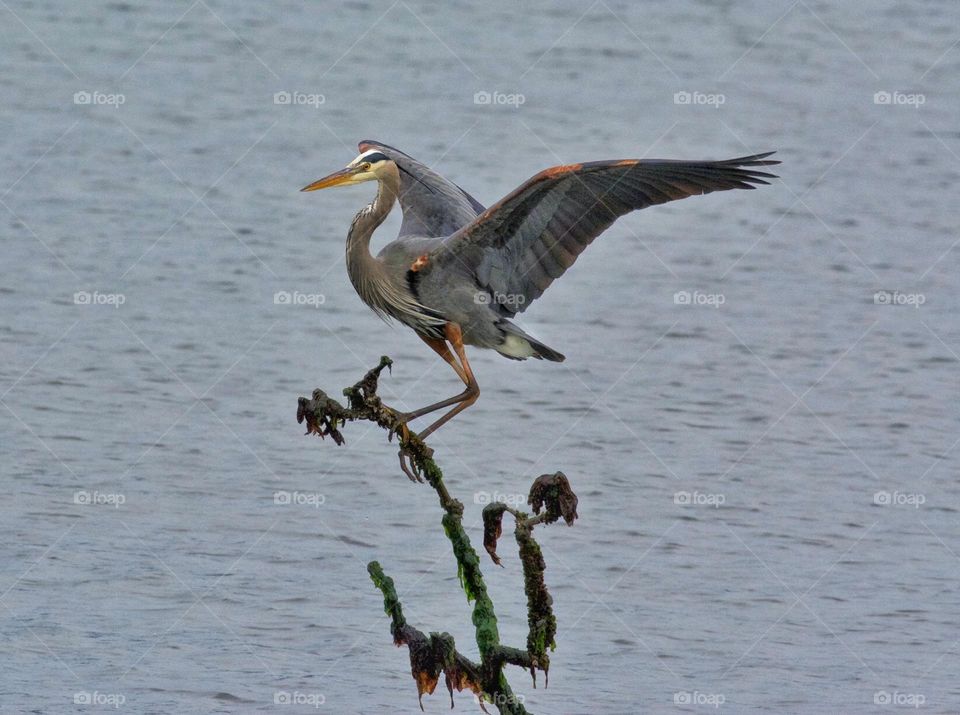 Great Blue Heron landing