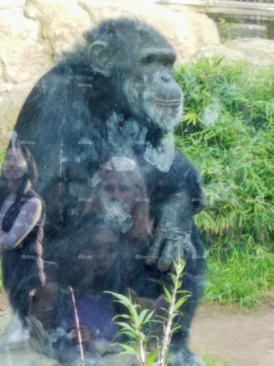 Chimpanzee art reflection