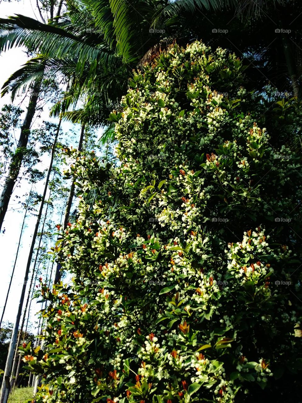 Virarão saborosas frutinhas.