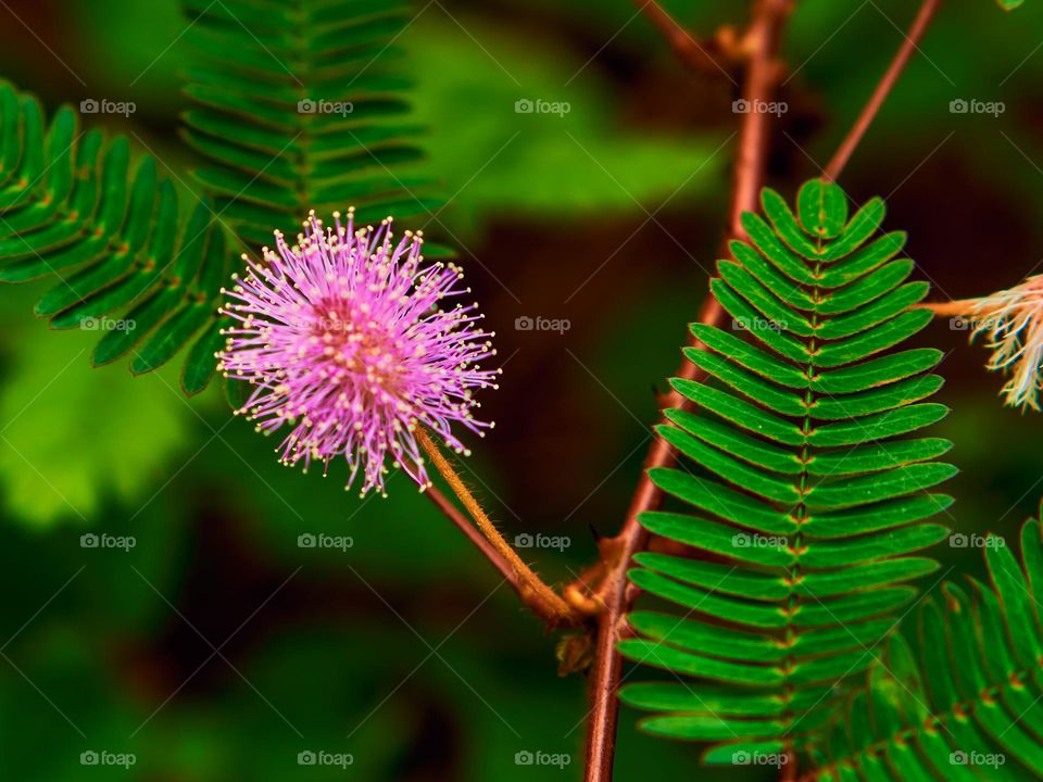 Plant  - Chuimui  - Sensitive flower