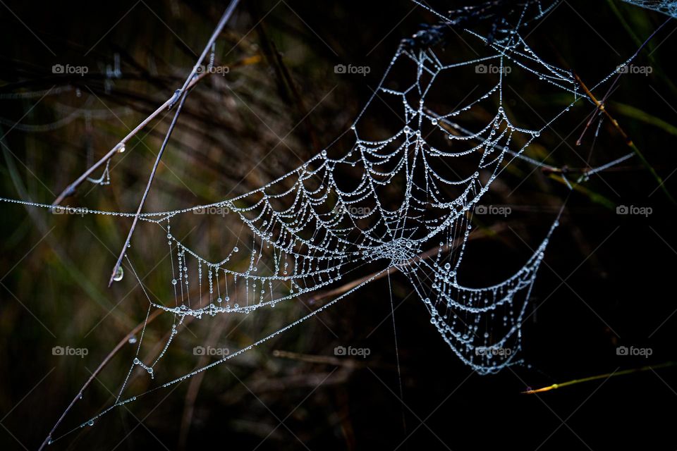 cobweb