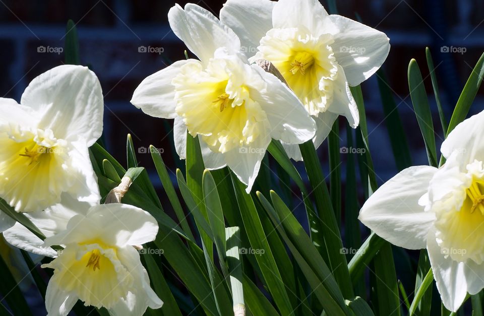 Daffodils. Yellow and white daffodils