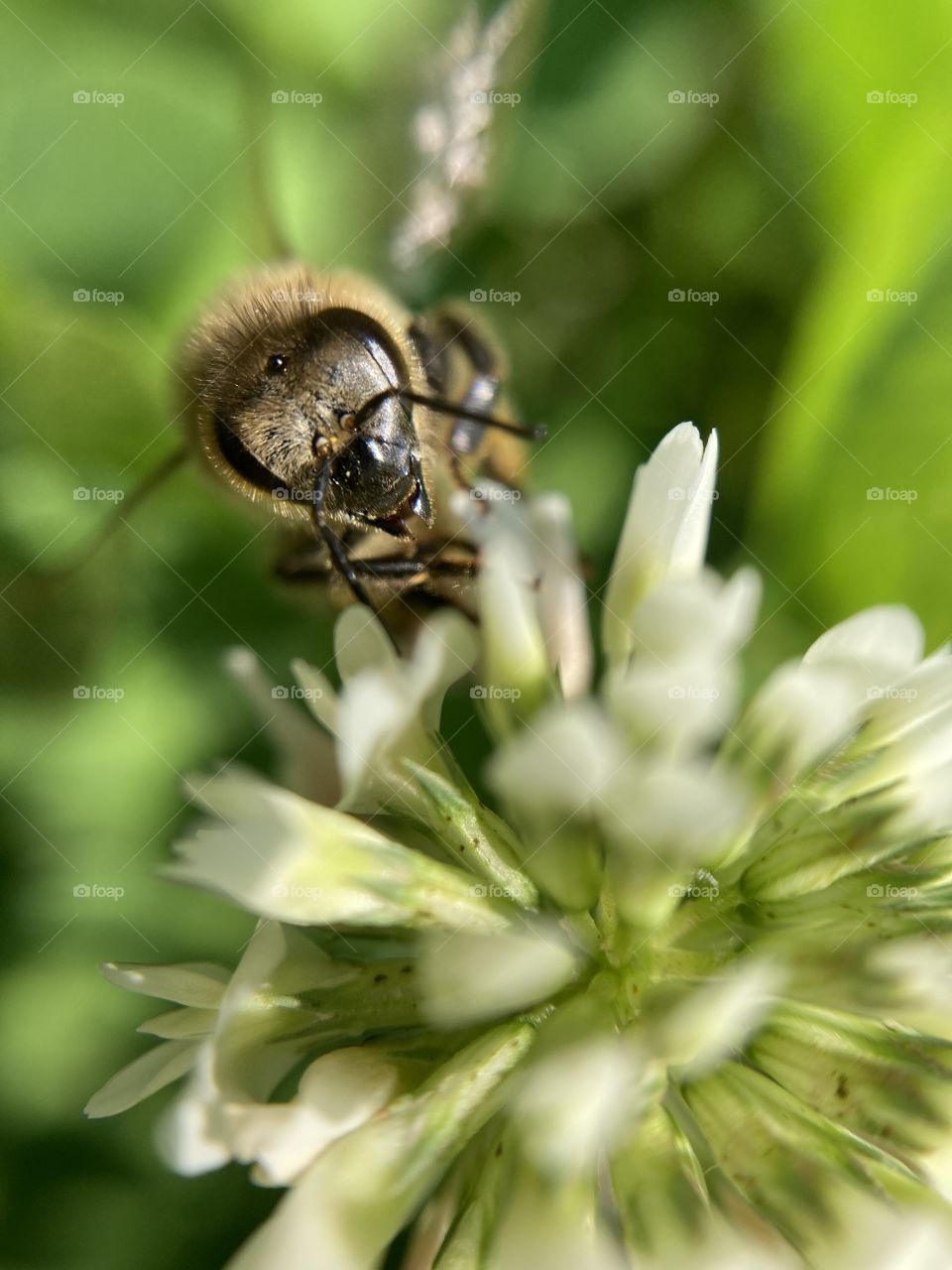 a bee on a flower