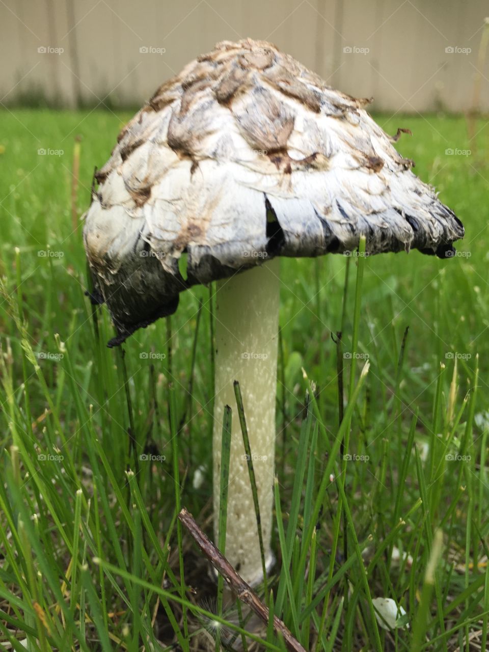 Close-up of The Wild Mushroom in my Yard