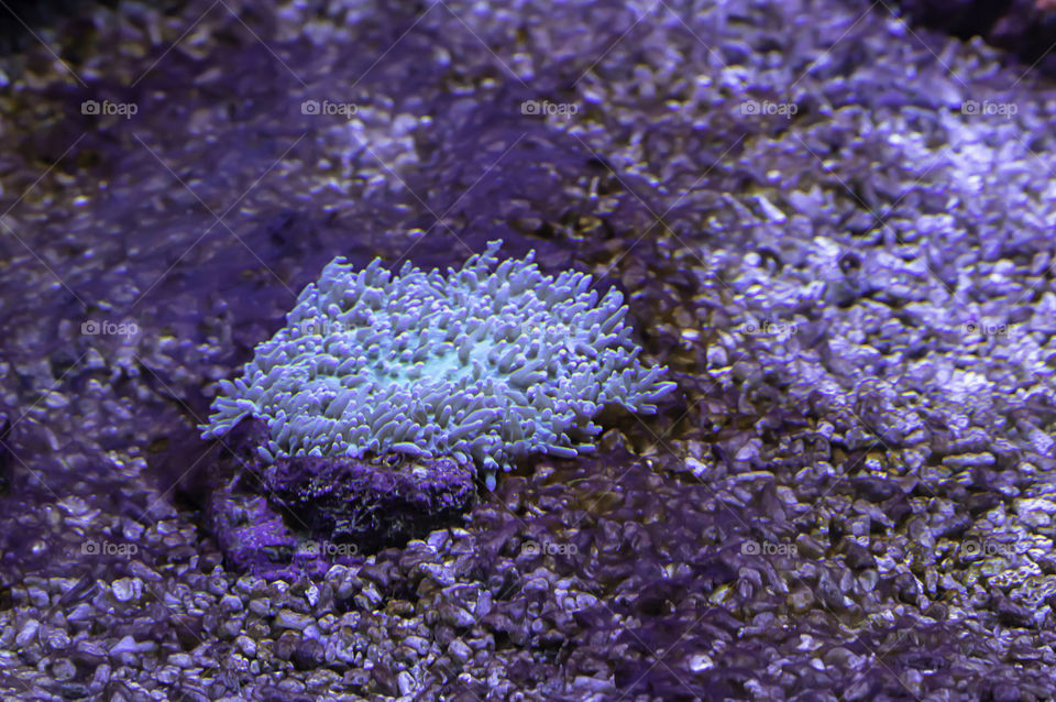 Colorful corals under the sea in Thailand.