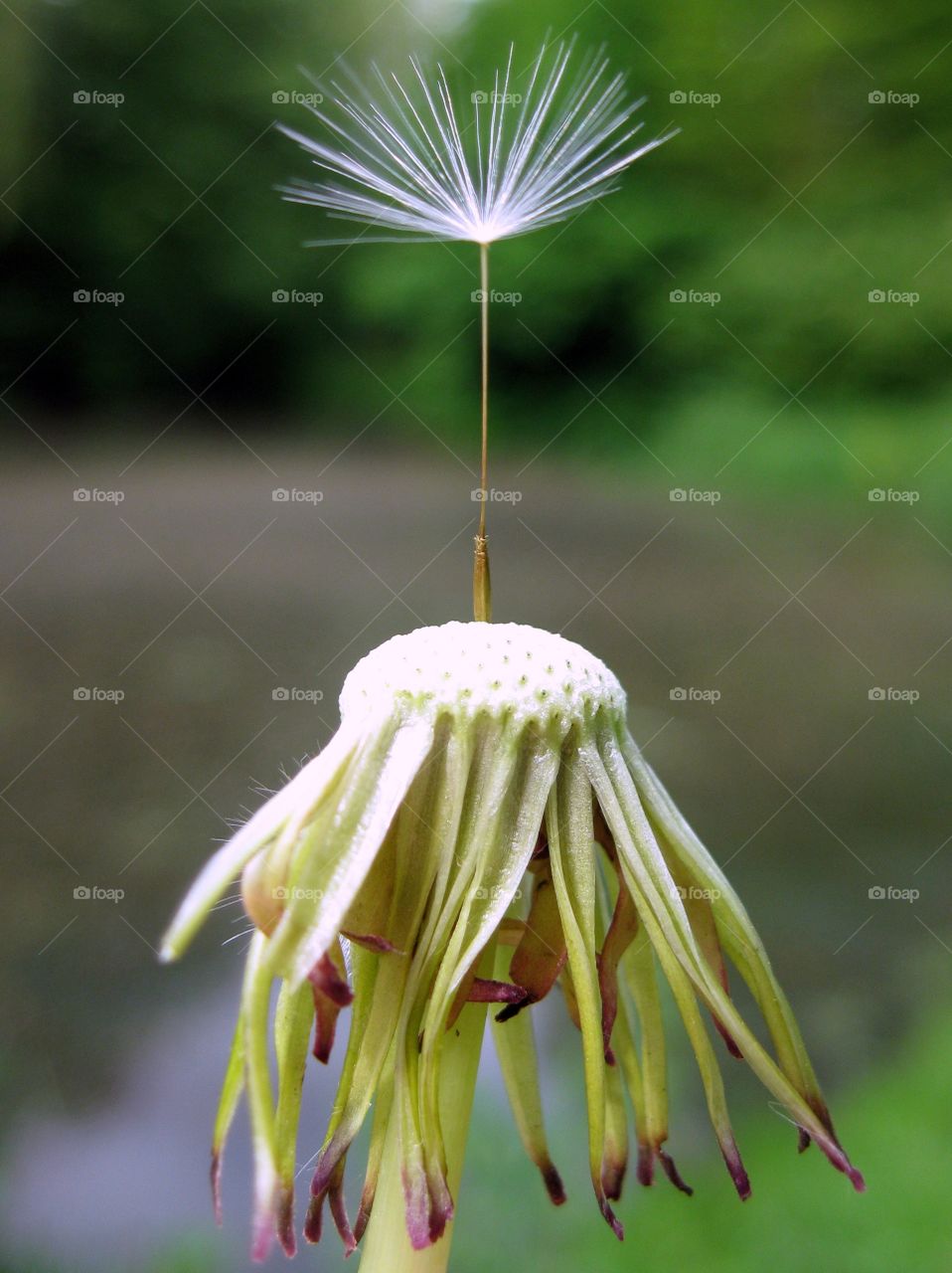 Dandelion - Taraxacum I. Last wish standing